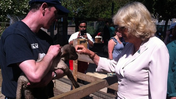 The Duchess of Cornwall strokes a lamb.