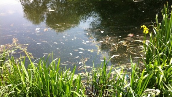 Dead fish in the Grantham Canal