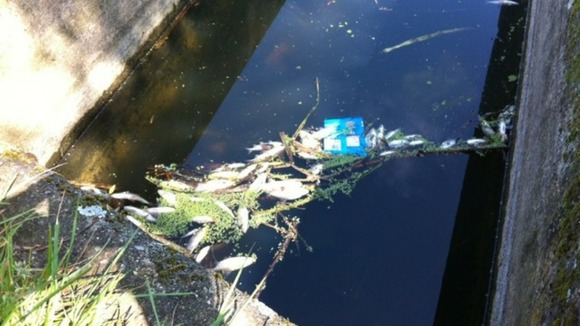Workers have started to remove dead fish from the canal