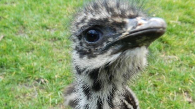 The chicks are being hand-reared at an animal sanctuary in Redcar.