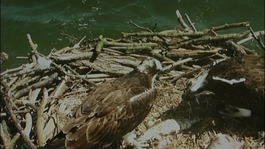 Two new Osprey chicks have hatched at Rutland Water