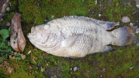 Residents had been complaining of a fishy smell from their drains in Telford