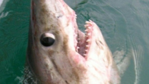 The 10ft long shark caught in Cornwall.
