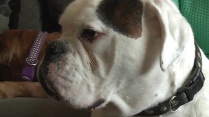 It seems we're also sharing our unhealthy eating habits with our pets.