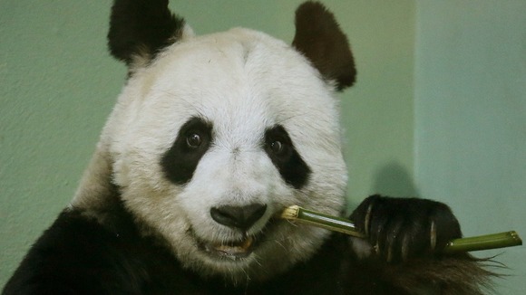 Tian Tian the panda