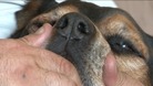 Zeus the rottweiler