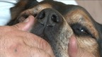 Zeus the rottweiler