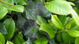Caterpillar