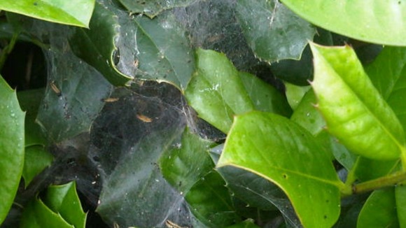 Caterpillars