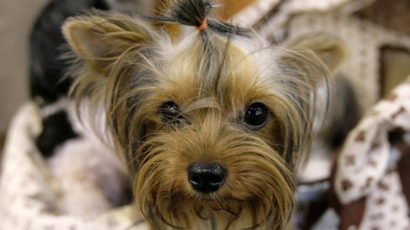 PDSA say a small bar of dark chocolate contains more than enough theobromine to fatally poison a Yorkshire Terrier