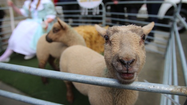 Lamb