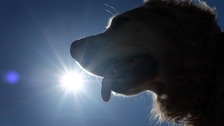 Five dogs were reported to have been left 'lethargic and doped'.