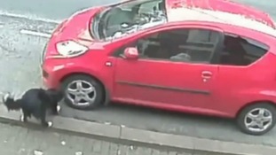 The tyre slasher dog is caught red-handed on CCTV.