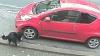 The tyre slasher dog is caught red-handed on CCTV.