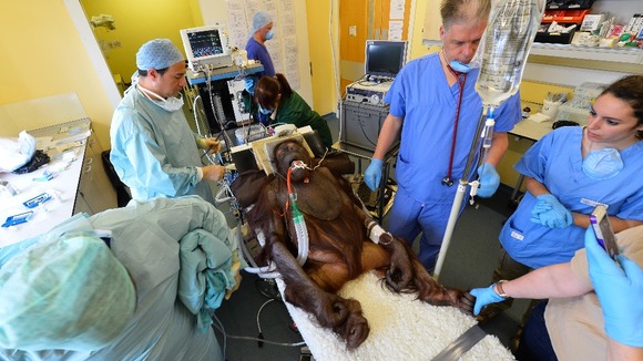 Orangutan
