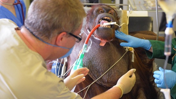 Orangutan on operating table