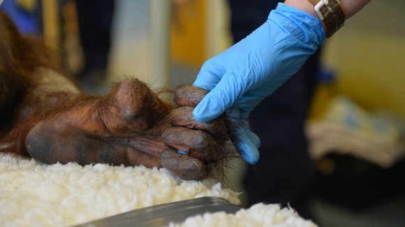 Orangutan