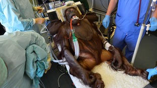 Orangutan