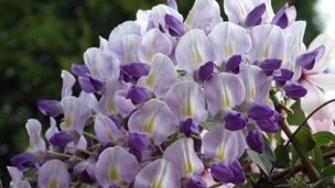 Wisteria in full bloom