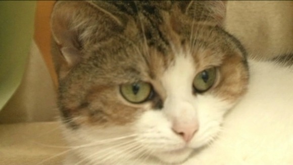 Bellarosa the cat