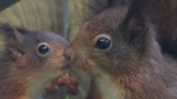 squirrell
