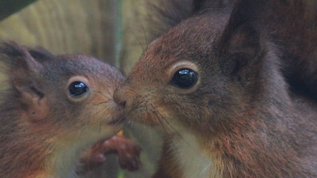 squirrell