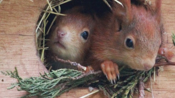 squirrell 2