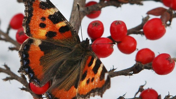 Butterfly