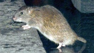 rat