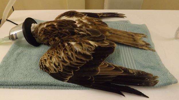 Red Kite injured by shotgun pellets