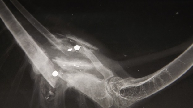 Red Kite's injured wing
