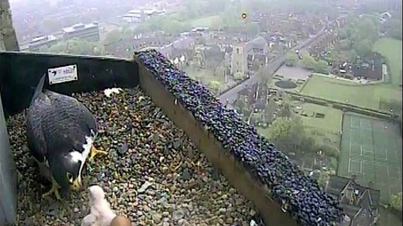 Peregrine chick