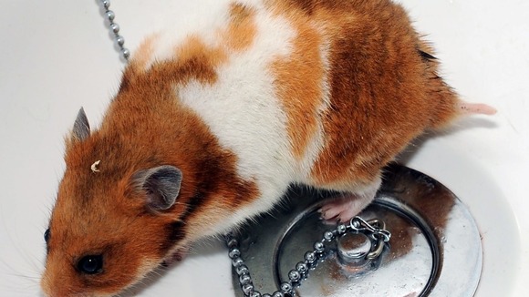 Izzy the hamster gave her neighbour a fright when she popped up the plughole and into the bathtub.
