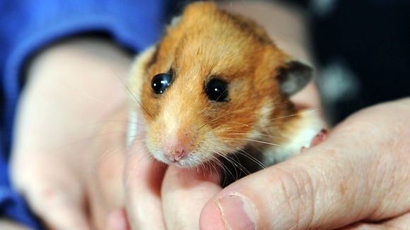 The pet was renamed Bubbles in honour of the escapade.