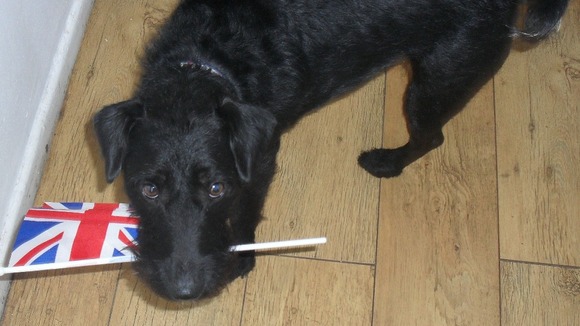 Dog with flag