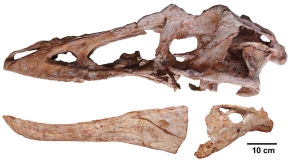 The bones were discovered by workmen on a construction site who took them to a local museum.