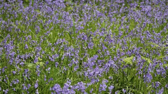 Dinmore Wood, Herefordshire