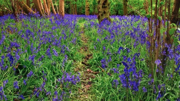 Toddesley Wood, Pershore