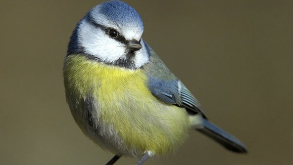 Blue Tit