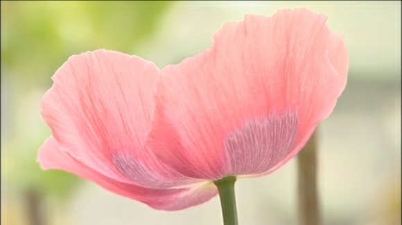 Poppies to treat cancer