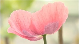 Poppies to treat cancer