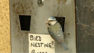 blue tit on ashtray