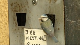 blue tit on ashtray