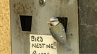 blue tit on ashtray