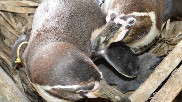 Penguins