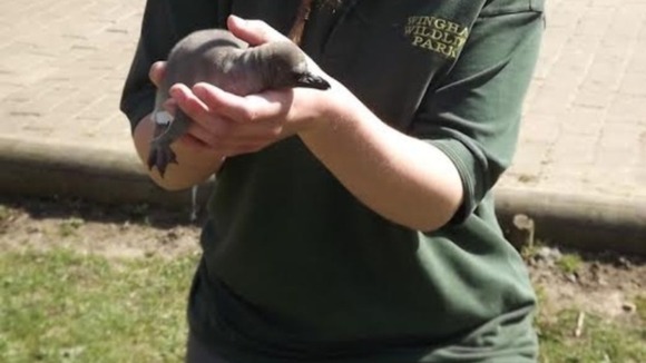 The as yet unnamed chick with a zoo keeper
