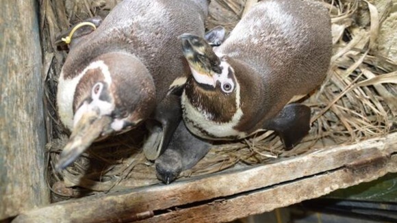 The chick is being raised by Jumbs and Kermit
