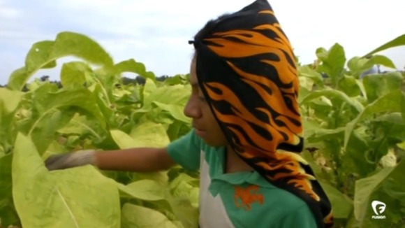A boy harvests tobacco in a field in the United States.