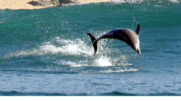 Dolphin jumping