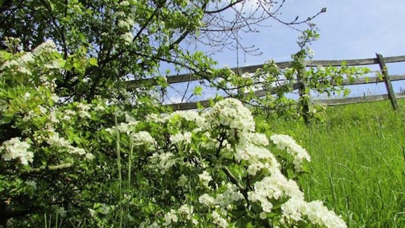 field, fence and blue sky